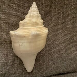 Natural Cream Conch Shell Decor